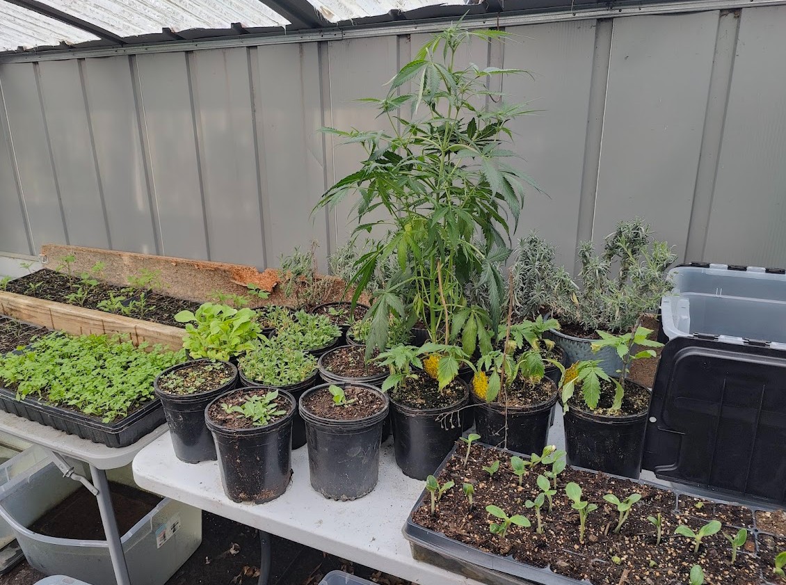 StellaGrow Cannabis Seeds Company Story