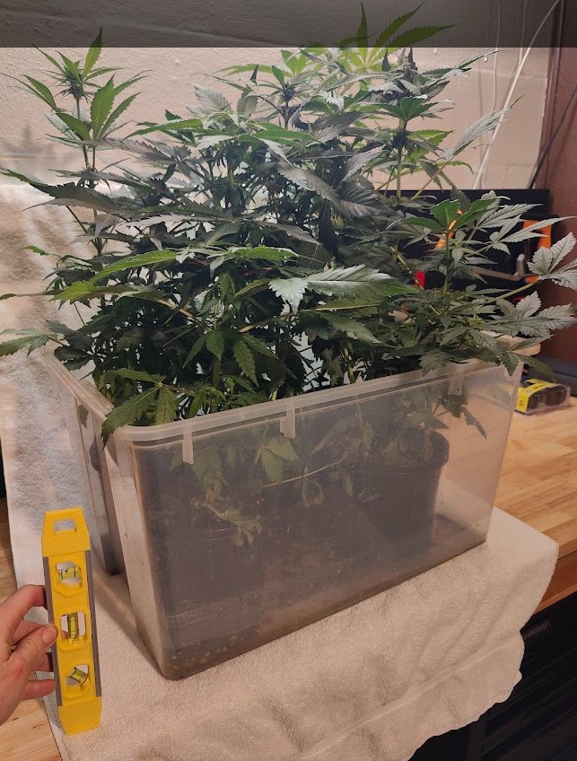 Cannabis Growing Tips from StellaGrow